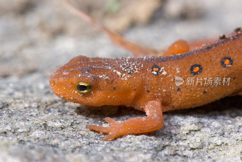 Eastern Newt-red etf阶段宏观